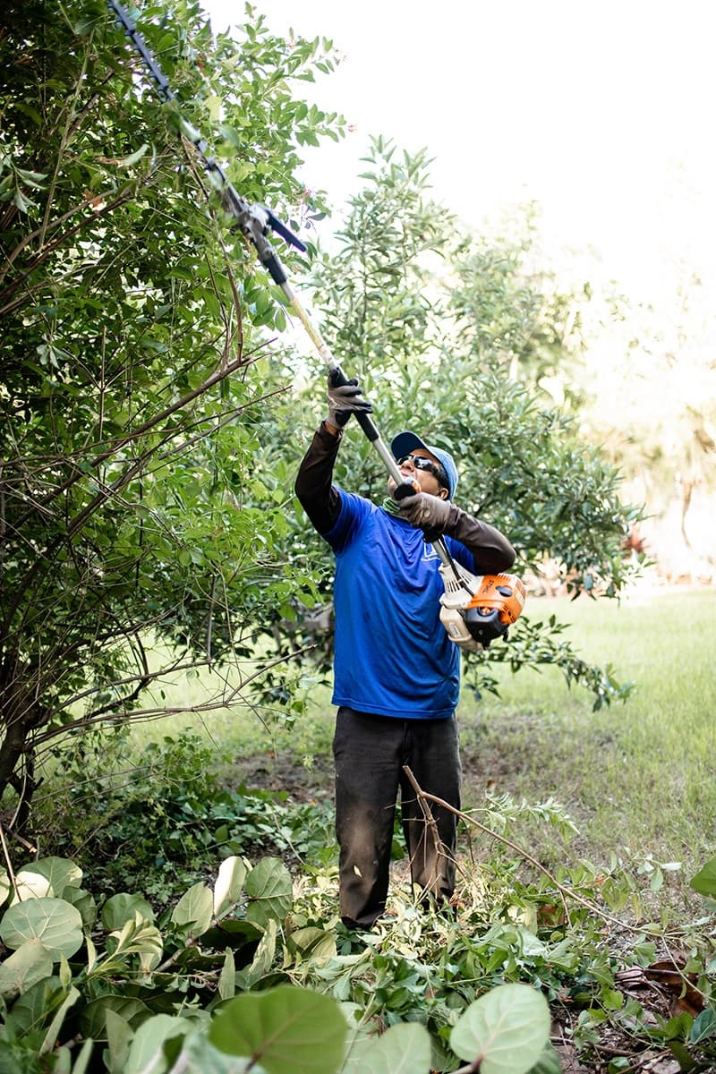 tree removal