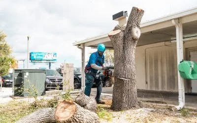 Need to Get Rid of a Stump on Your Property Quickly? Here’s How it Can Get Done in Three Simple Steps.