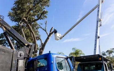 If You Need to Get Rid of a Tree, Here Are the Important Steps to Prepare For Tree Removal