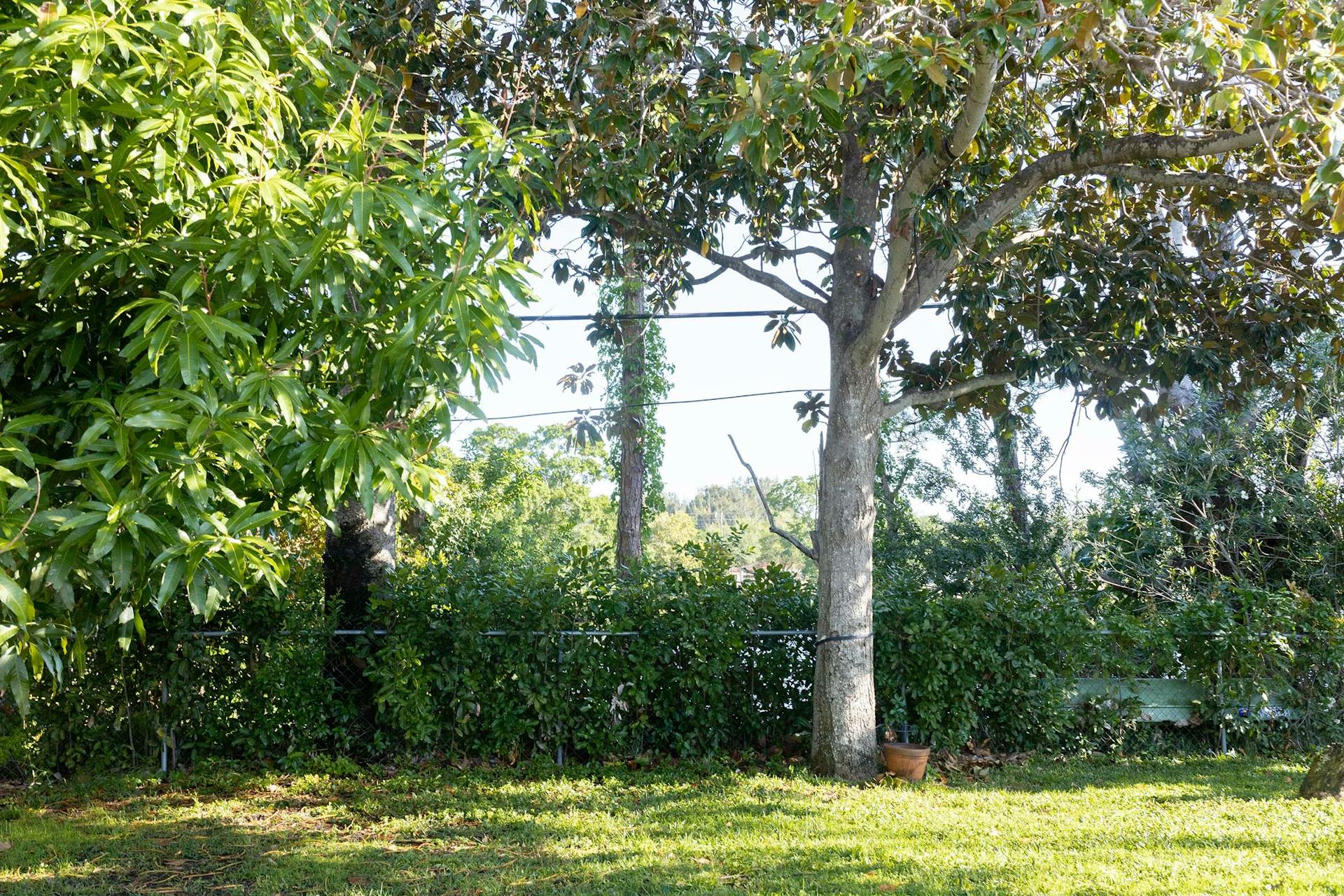 5 Important Ways That Going With Professional Tree Pruning Will Help Your Property Stay Healthy